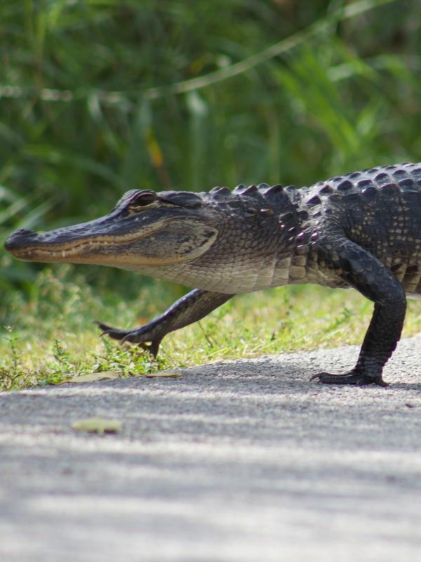 walking alligator